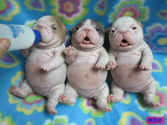 lotto
